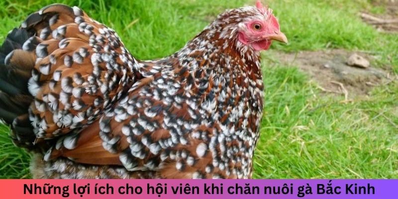 Gà Bắc Kinh - Tìm Hiểu Từ Trung Quốc Đến Toàn Thế Giới 3 Trang Chủ Jun88.com #1 Việt Nam Những lợi ích cho hội viên khi chăn nuôi gà Bắc Kinh