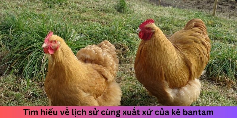 Gà Bắc Kinh - Tìm Hiểu Từ Trung Quốc Đến Toàn Thế Giới 1 Trang Chủ Jun88.com #1 Việt Nam Tìm hiểu về lịch sử cùng xuất xứ của kê bantam