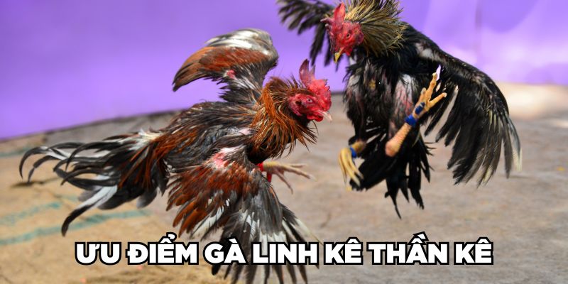 Cùng Jun88 Nhận Diện Gà Linh Kê Thần Kê Cực Hiếm Hiện Nay 2 Trang Chủ Jun88.com #1 Việt Nam Ưu điểm gà Linh Kê Thần Kê